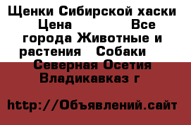 Щенки Сибирской хаски › Цена ­ 18 000 - Все города Животные и растения » Собаки   . Северная Осетия,Владикавказ г.